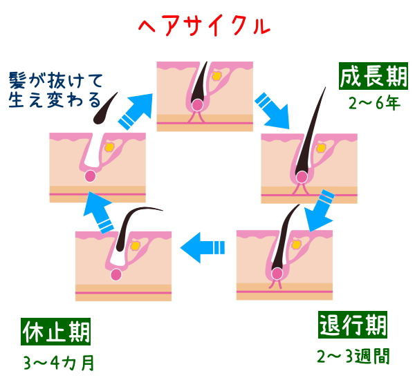 ヘアサイクル